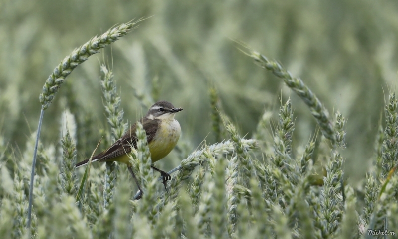 Photo Oiseaux Bergeronette printanière (Motacilla flava)