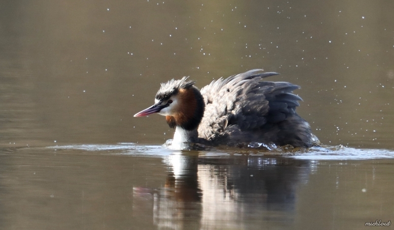 Photo Oiseaux Grèbe huppé