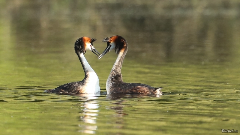 Photo Oiseaux Grèbe huppé