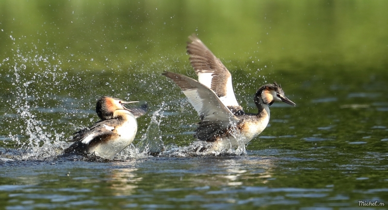 Photo Oiseaux Grèbe huppé