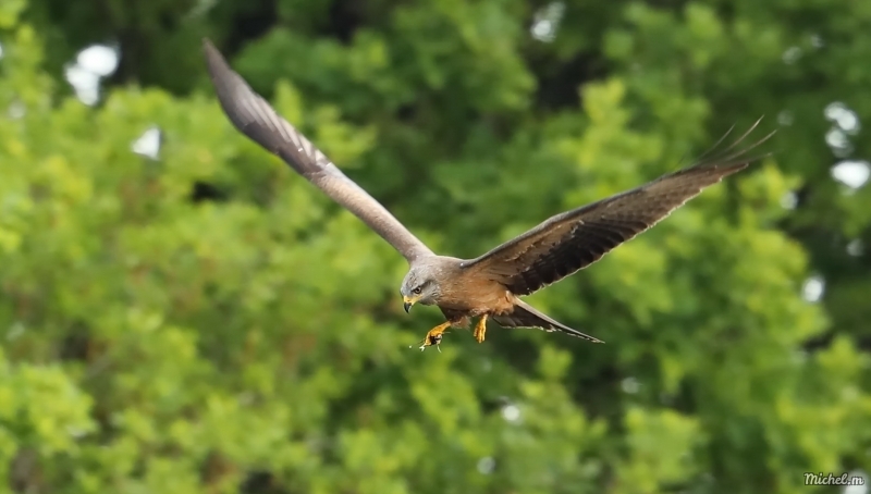 Photo Oiseaux Milan royal (Milvus milvus)