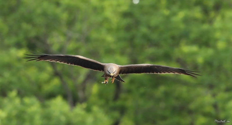 Photo Oiseaux Milan royal (Milvus milvus)