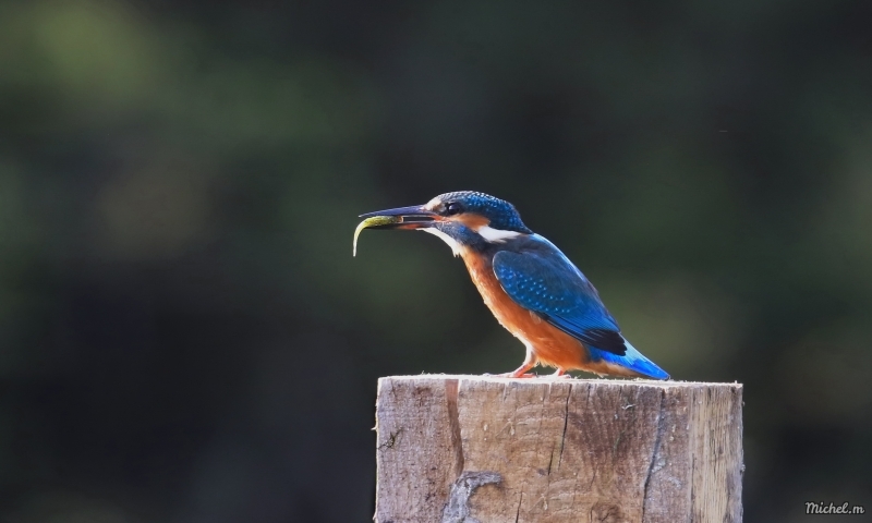 Photo Oiseaux martin pêcheur