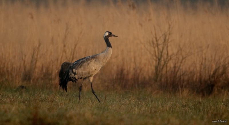 Photo Oiseaux Grue cendrée (Megalornis grus)