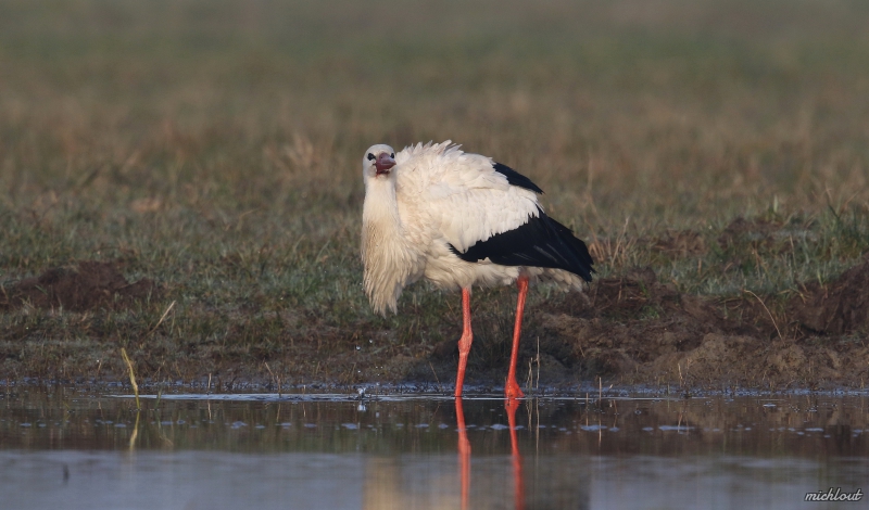 Photo Oiseaux Cigogne blanche (Ciconia ciconia)