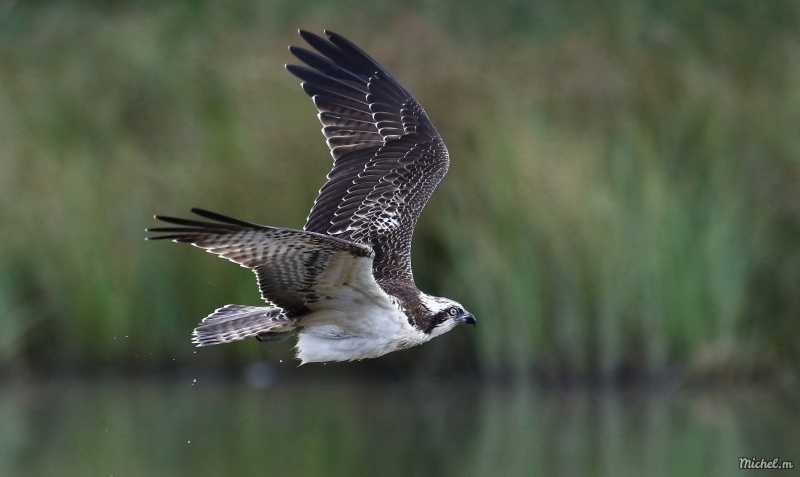 Photo Oiseaux Balbuzard pêcheur