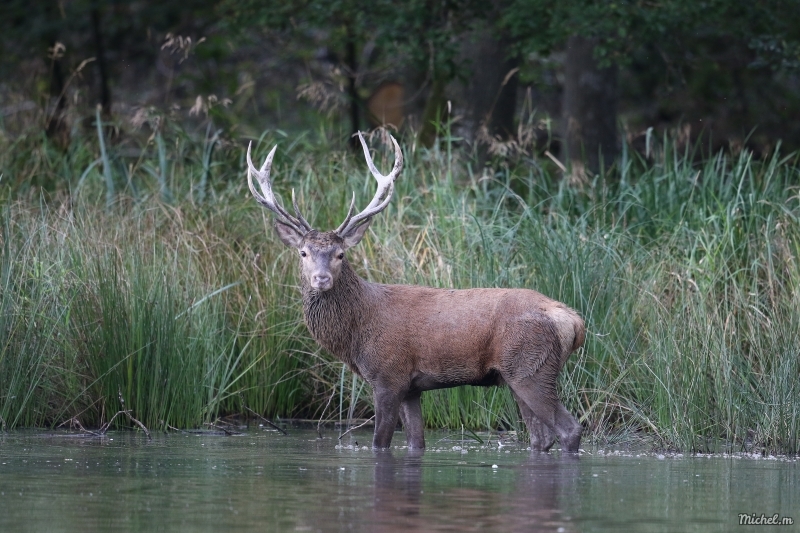 Photo Mammifères Cerf