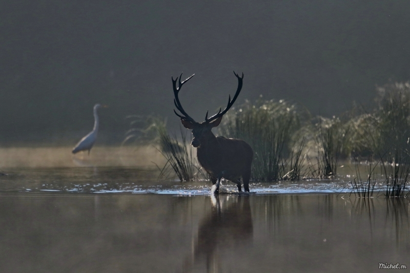 Photo Mammifères Cerf