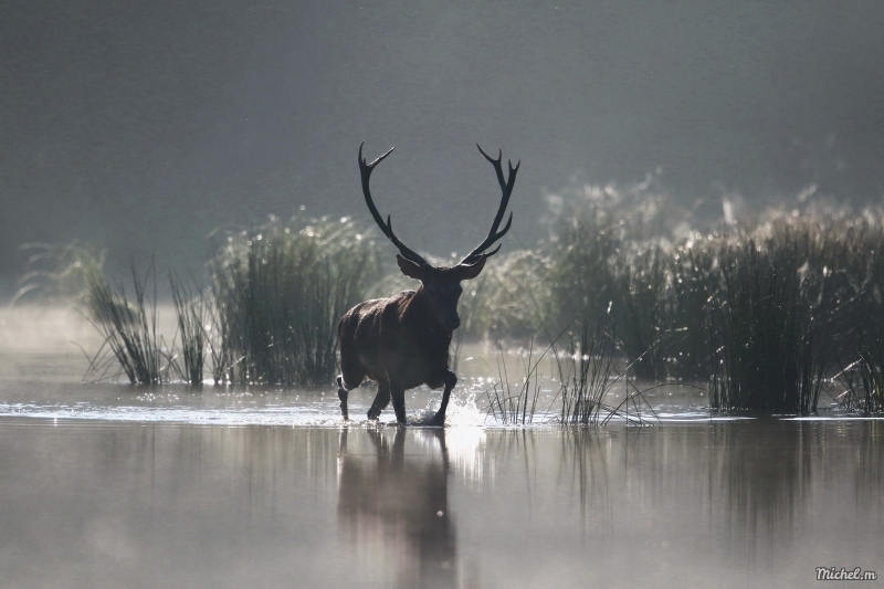 Photo Mammifères Cerf