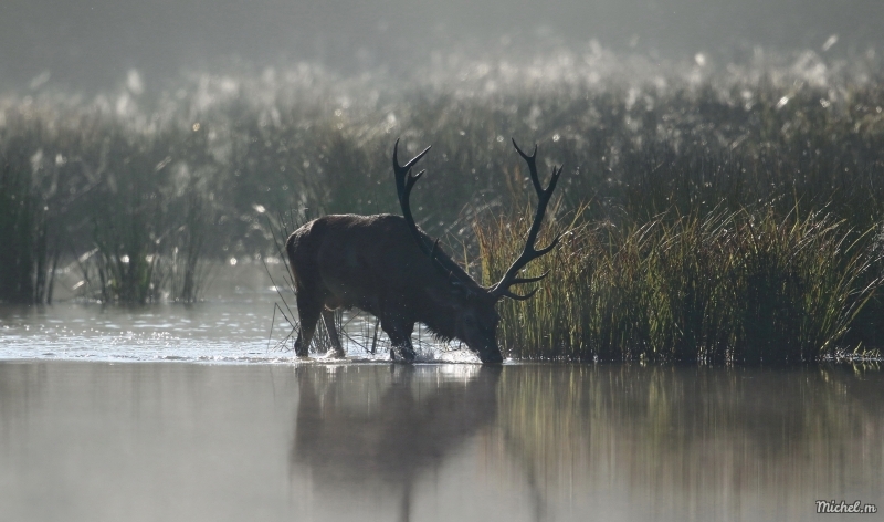 Photo Mammifères Cerf