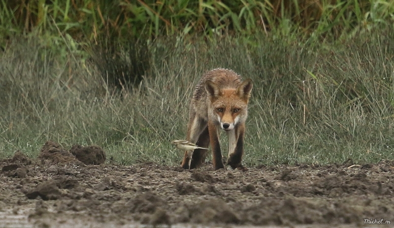 Photo Mammifères Renard roux (vulpes vulpes).