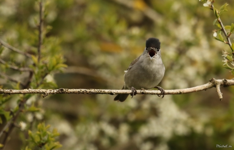 Photo Oiseaux Fauvette à tête noire (Sylvia atricapilla)