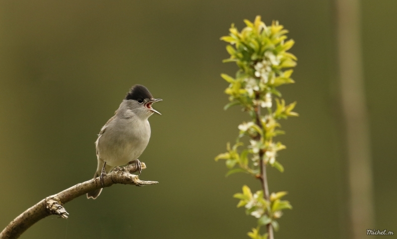 Photo Oiseaux Fauvette à tête noire (Sylvia atricapilla)