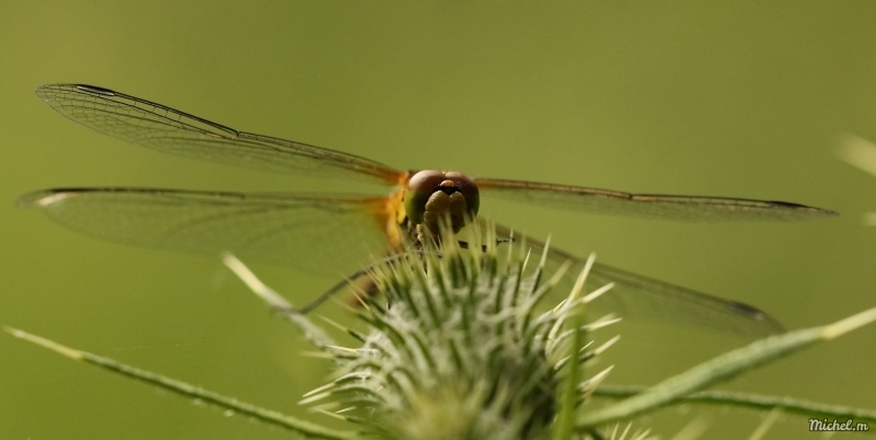 Photo Insectes sympétrum