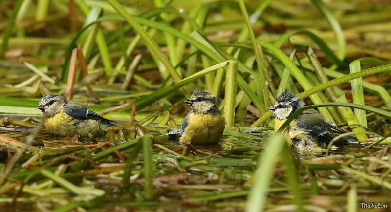 Photo Oiseaux Mésange bleue