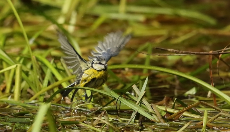 Photo Oiseaux Mésange bleue