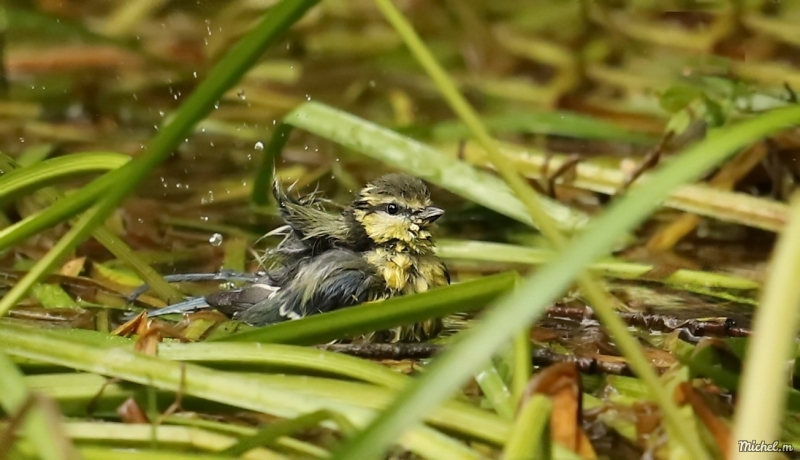 Photo Oiseaux Mésange charbonnière