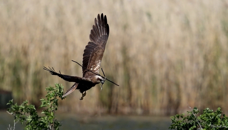 Photo Oiseaux Busard des roseaux