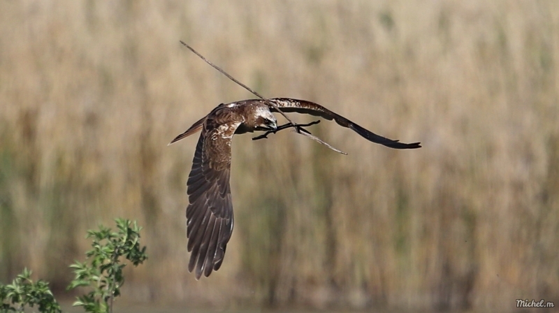 Photo Oiseaux Busard des roseaux