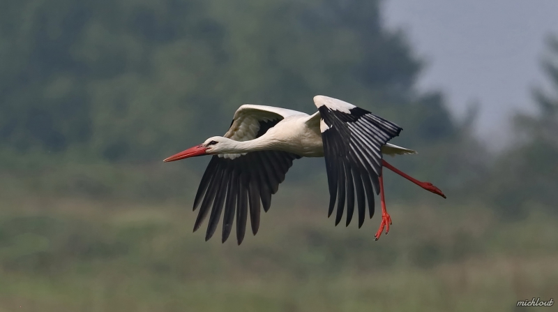 Photo Oiseaux Cigogne blanche (Ciconia ciconia)