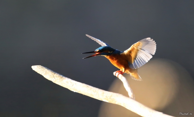 Photo Oiseaux martin pêcheur