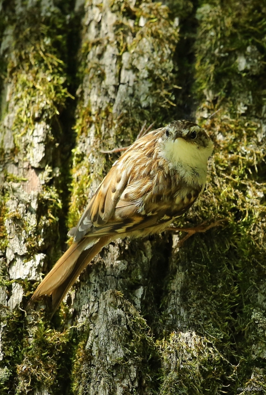 Photo Oiseaux Grimpereau des bois