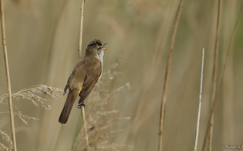 Photo Oiseaux rousserolle turdoïde