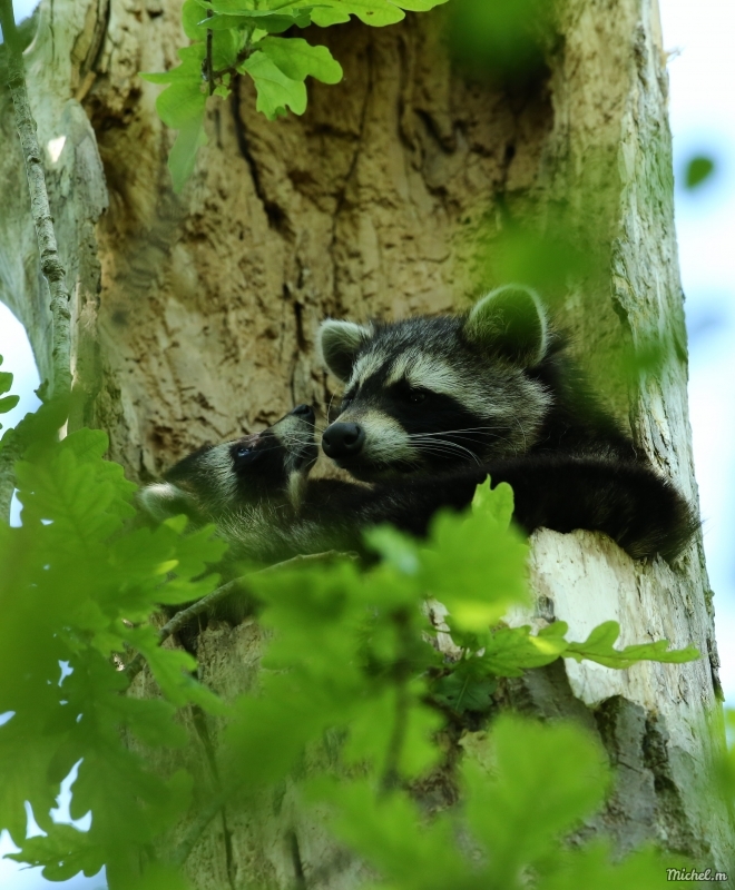 Photo Mammifères Raton laveur