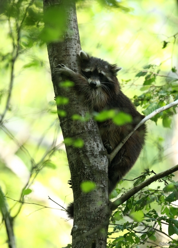 Photo Mammifères Raton laveur