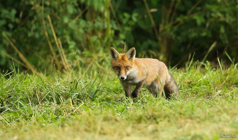 Photo Mammifères Renard