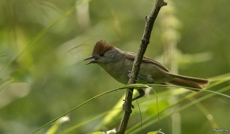 Photo Oiseaux Fauvette à tête noire (Sylvia atricapilla)