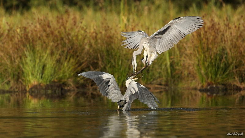 Photo Oiseaux Héron cendré (Ardea cinerea), Héron cendré