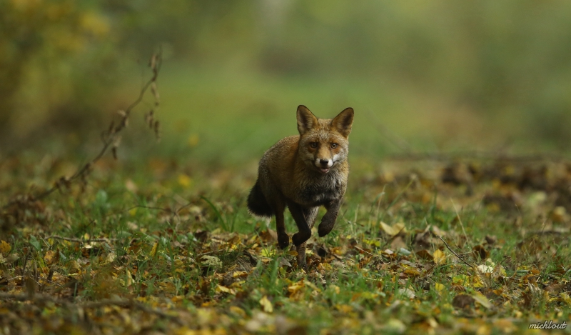 Photo Mammifères Renard