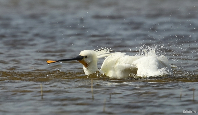 Photo Oiseaux Spatule blanche (Platalea leucorodia)