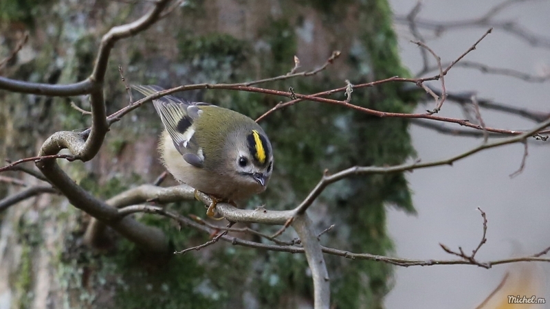 Photo Oiseaux Roitelet huppé (Regulus regulus)