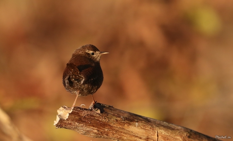 Photo Oiseaux Troglodyte mignon