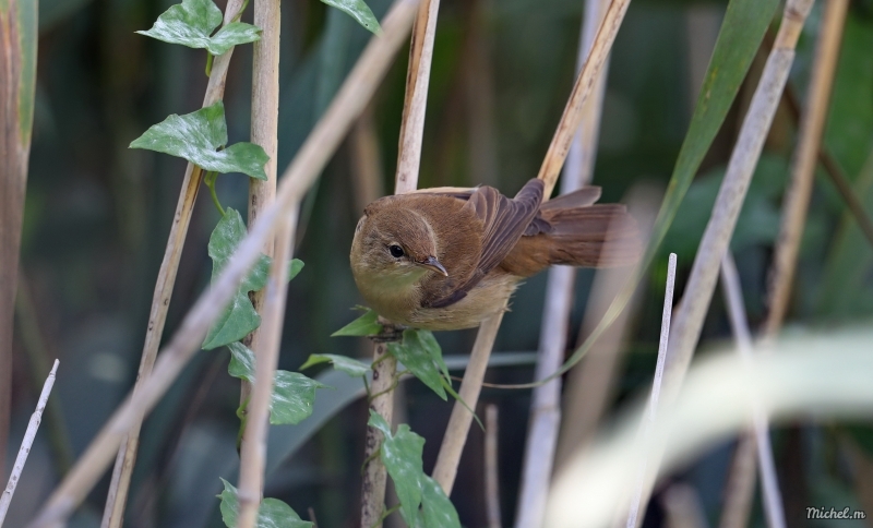 Photo Oiseaux rousserolle turdoïde