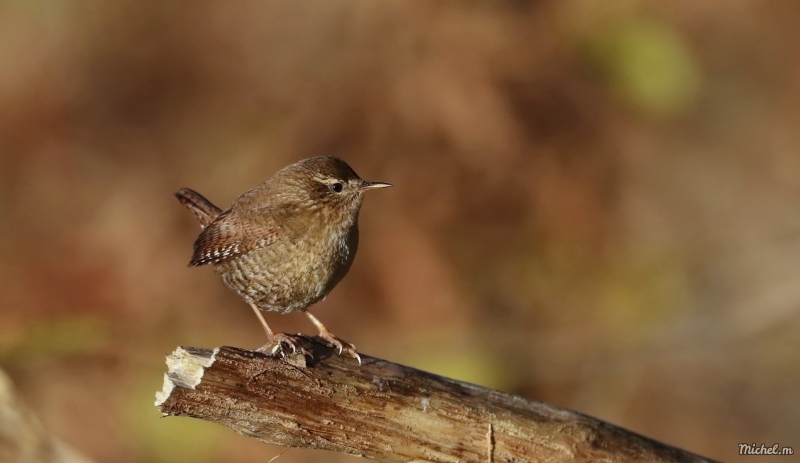 Photo Oiseaux Troglodyte mignon