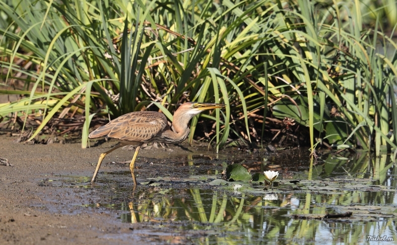 Photo Oiseaux heron pourpre