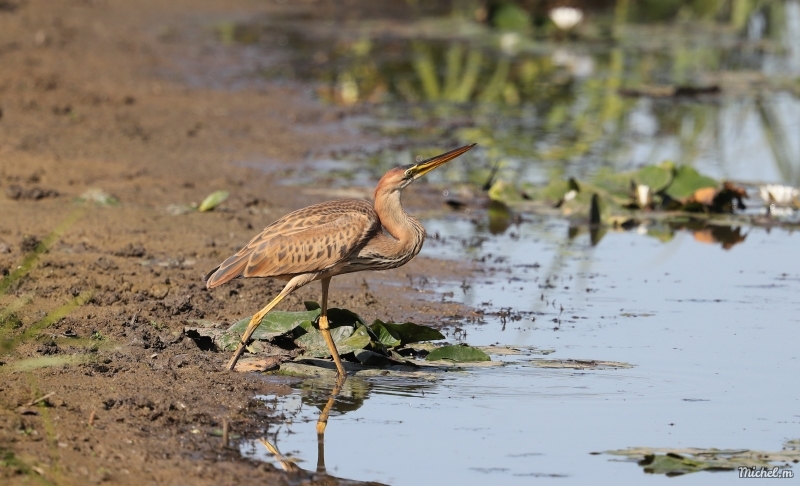 Photo Oiseaux heron pourpre