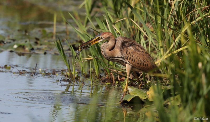 Photo Oiseaux heron pourpre