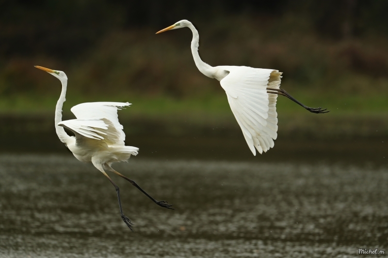 Photo Oiseaux Aigrette garzette