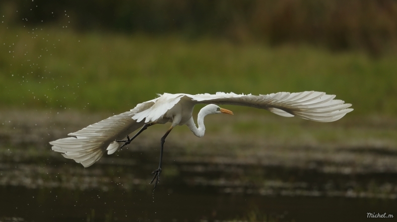 Photo Oiseaux Aigrette garzette