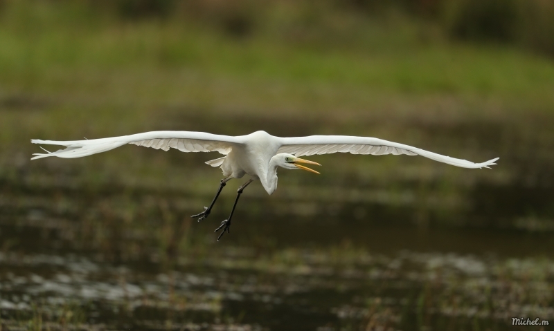 Photo Oiseaux Aigrette garzette