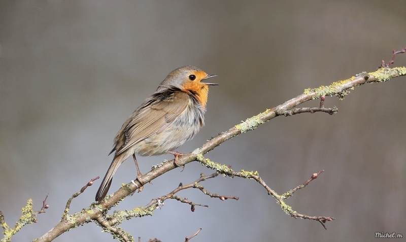 Photo Oiseaux Rouge-gorge