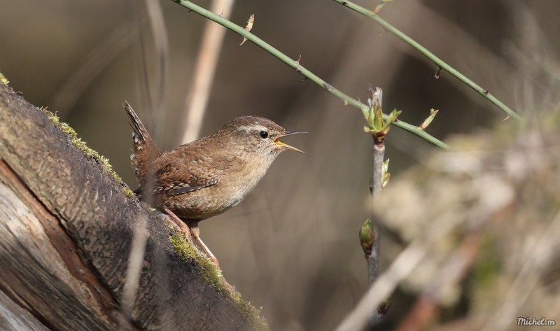 Photo Oiseaux Troglodyte mignon