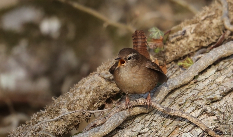 Photo Oiseaux Troglodyte mignon