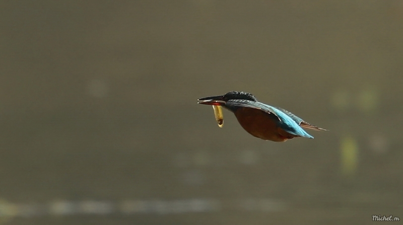 Photo Oiseaux martin pêcheur