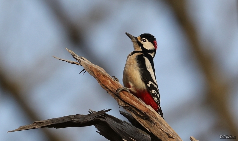 Photo Oiseaux Pic épeiche