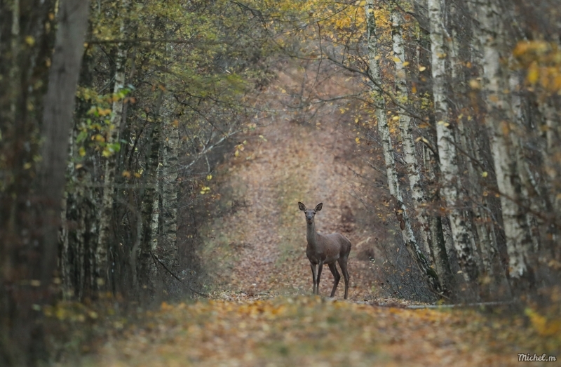 Photo Mammifères Biche (Cervus elaphus)